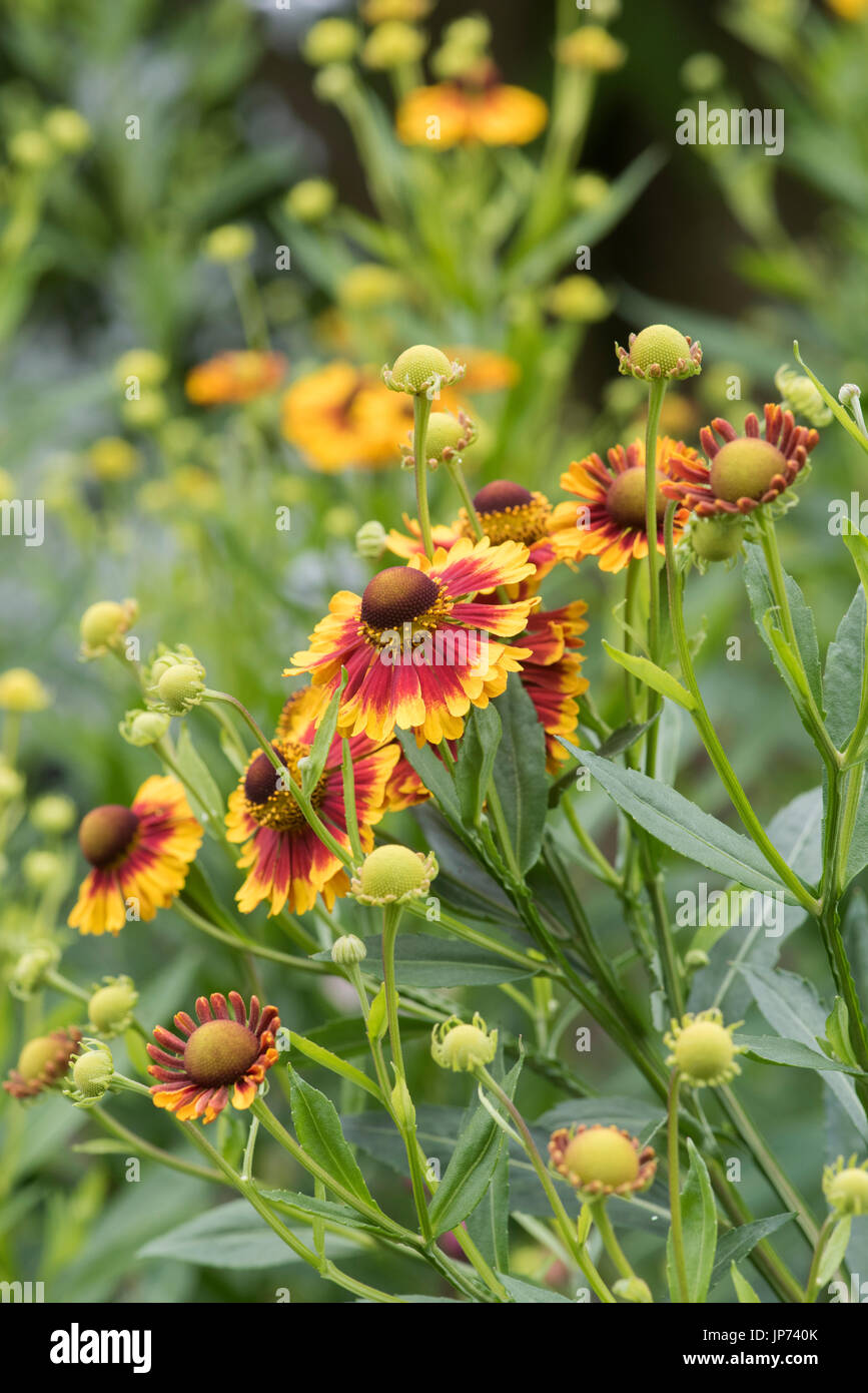 Helenium autumnale 'Sunshine' mixtes hybrides. Sneezeweed fleurs Banque D'Images