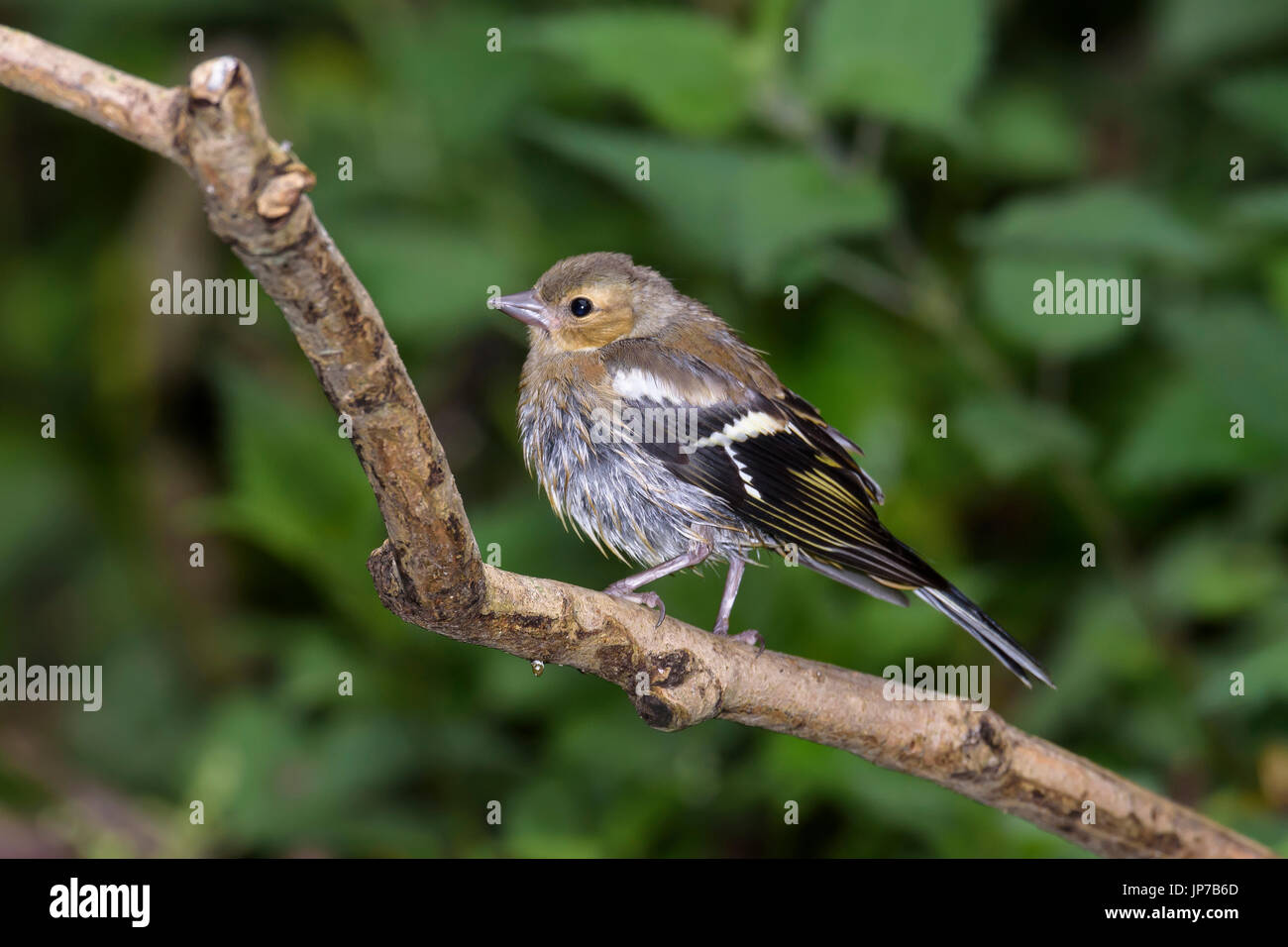Chaffinch juvénile, (Fringilla coelebs), perché sur une branche de Woodland, Dorset, UK Banque D'Images