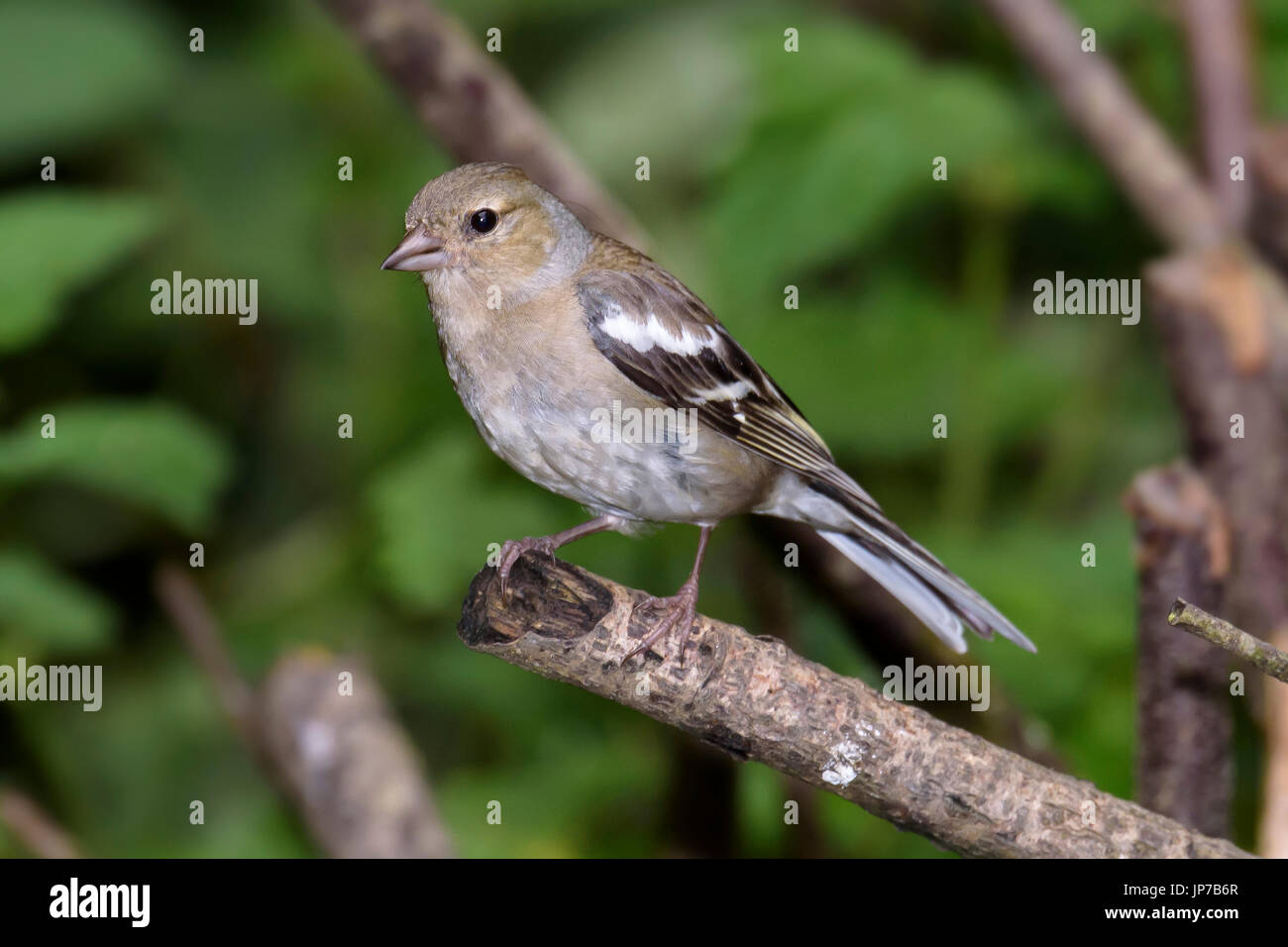 Chaffinch femelle, (Fringilla coelebs), perché sur une branche de Woodland, Dorset, UK Banque D'Images
