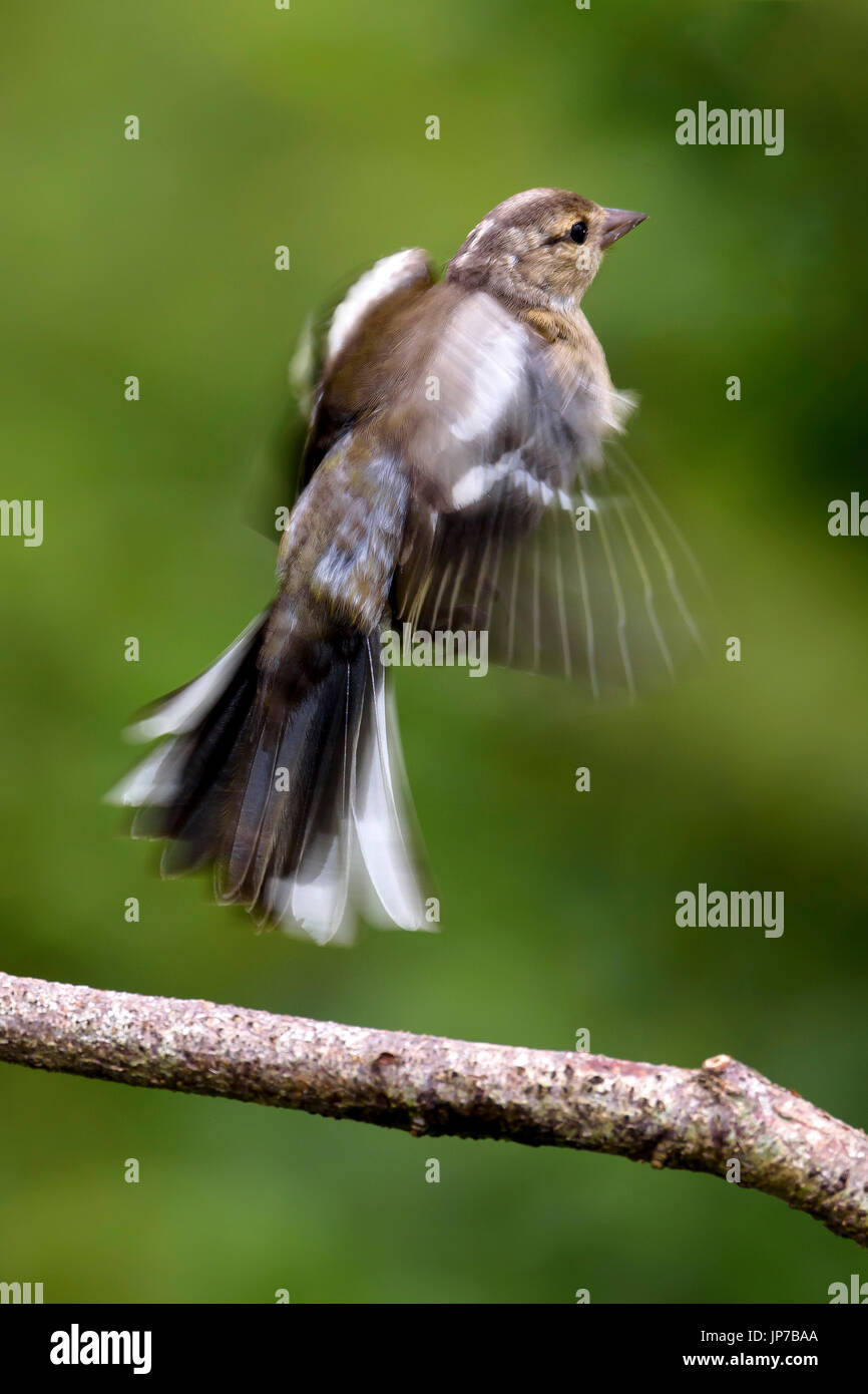 (Fringilla coelebs chaffinch femelle) au décollage à une brindille, Dorset, UK Banque D'Images
