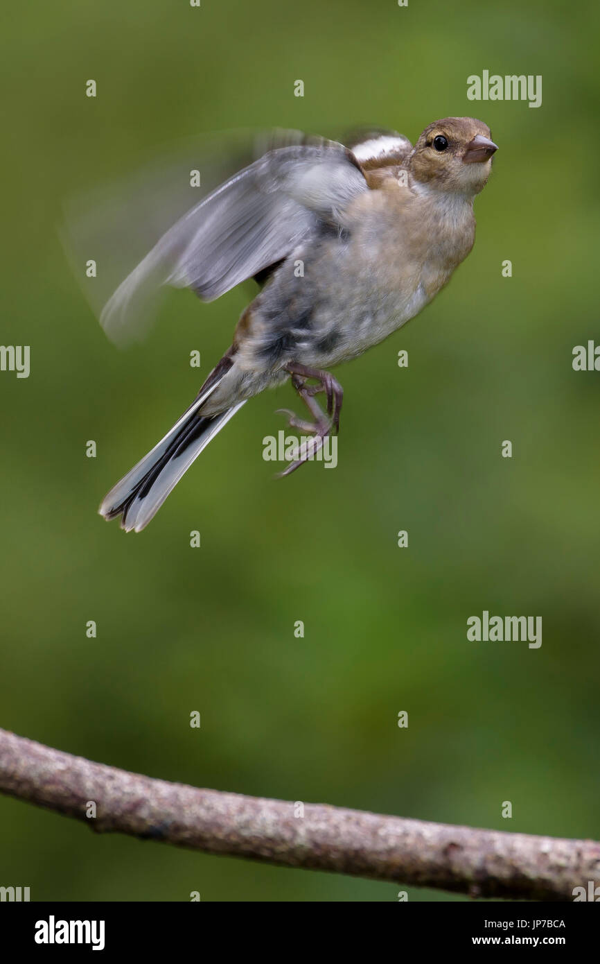 (Fringilla coelebs chaffinch femelle) en vol, Dorset, UK Banque D'Images