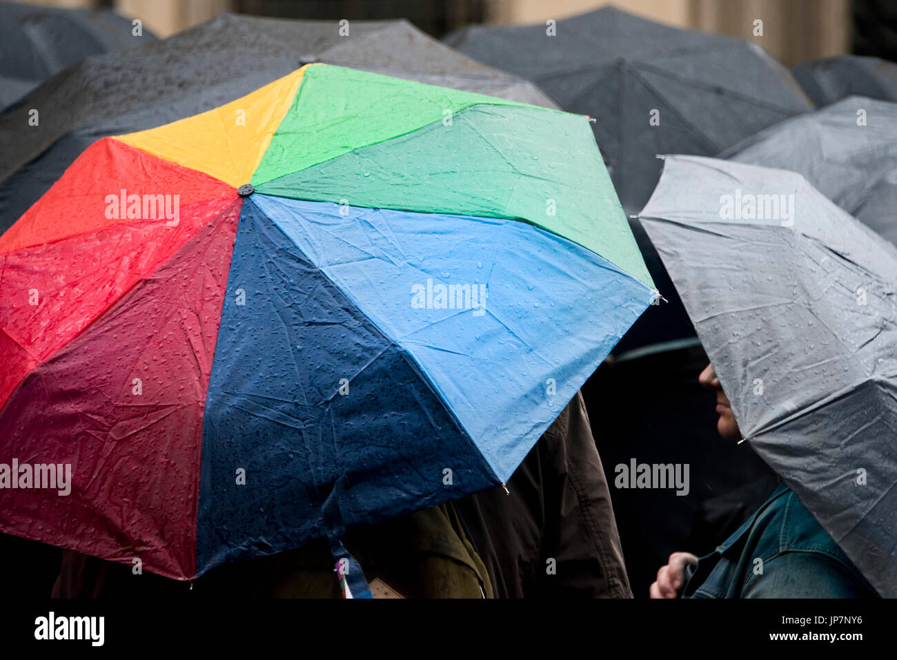 Vue horizontale d'un parapluie de couleur vive parmi beaucoup de parapluies noir sous la pluie. Banque D'Images