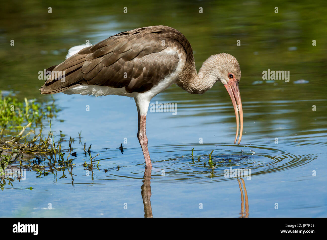 Un jeune Américain juvénile ibis blanc patauge dans un étang calme dans Deland, en Floride. Banque D'Images