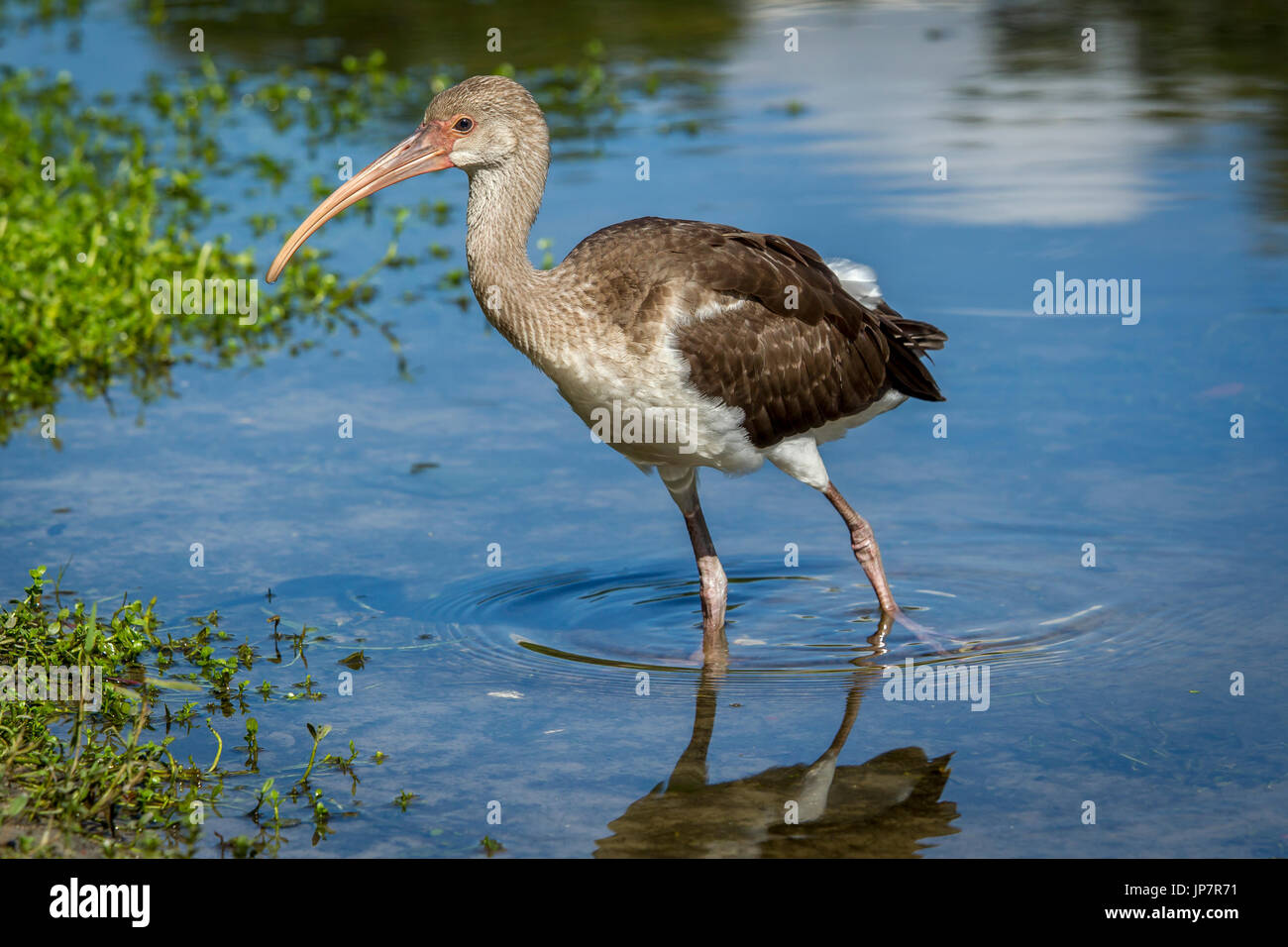 Un jeune Américain juvénile ibis blanc patauge dans un étang calme dans Deland, en Floride. Banque D'Images