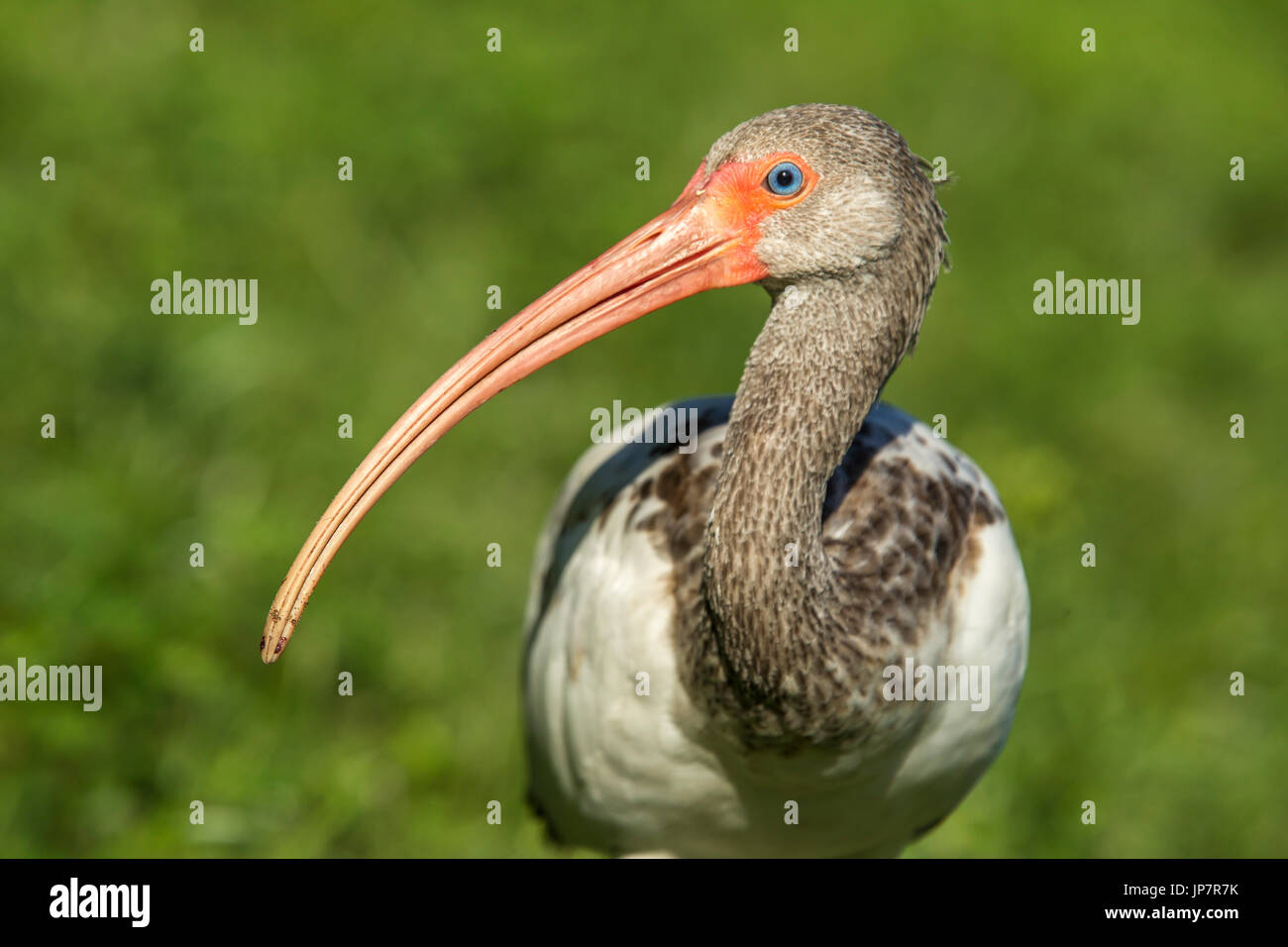 Un gros plan d'un jeune Américain ibis et son long bec dans Deland, en Floride. Banque D'Images