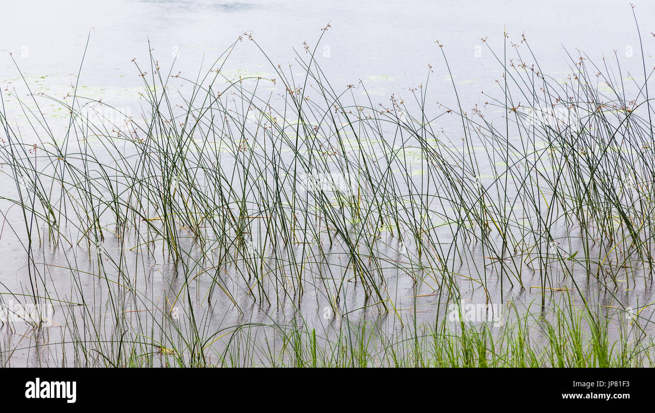 Tiges de roseaux au cours de la pluie sur le lac Banque D'Images