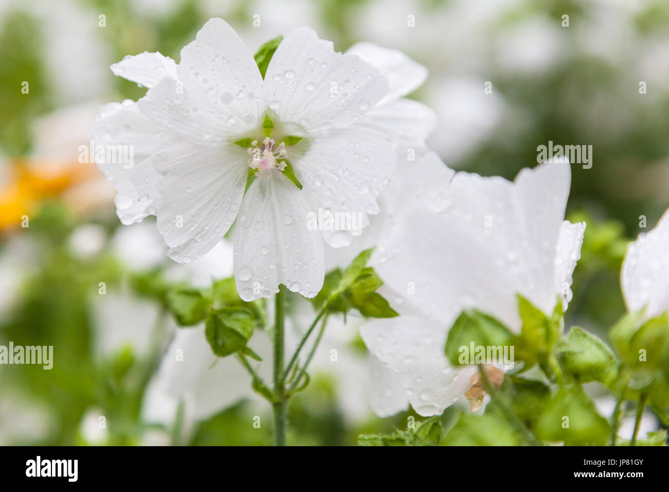 Fleur blanche Malva moschata avec gouttes de pluie Banque D'Images