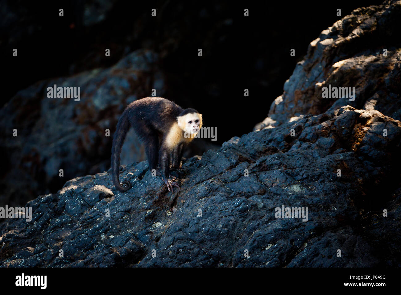 Capuchin à face blanche, imitateur du Cebus, sur un rocher près de la côte au parc national de Coiba, province du Veraguas, océan Pacifique, République du Panama. Banque D'Images