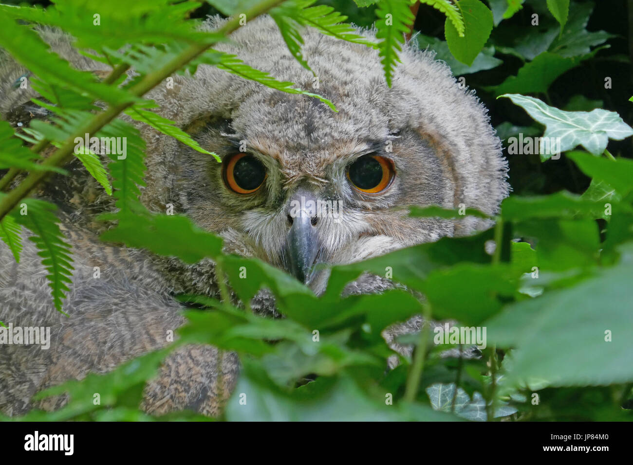 Junge Eule im Versteck | jeunes owl Banque D'Images