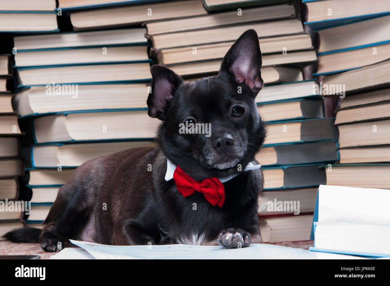 Chien Noir reading book Banque D'Images