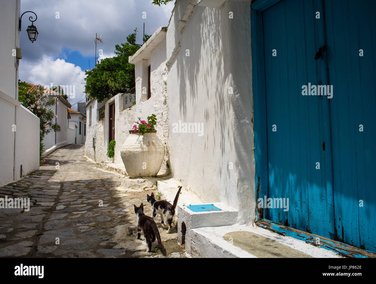 Chats sur une rue traditionnelle dans la ville de Skiathos Banque D'Images