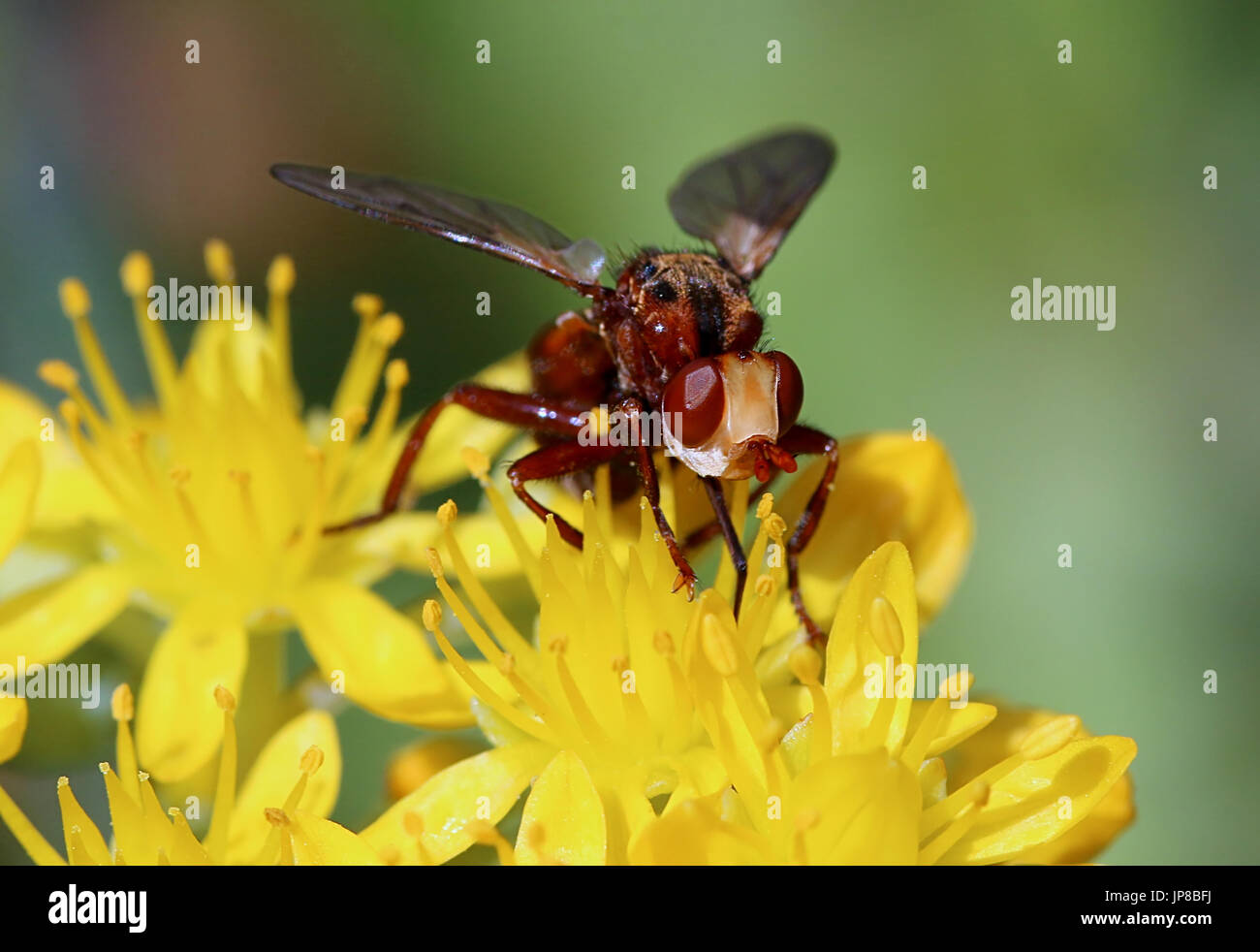 Commune européenne à tête épaisse Fly (Sicus ferrugineus - Conopidae) se nourrissant sur le séneçon jacobée fleurs. Banque D'Images