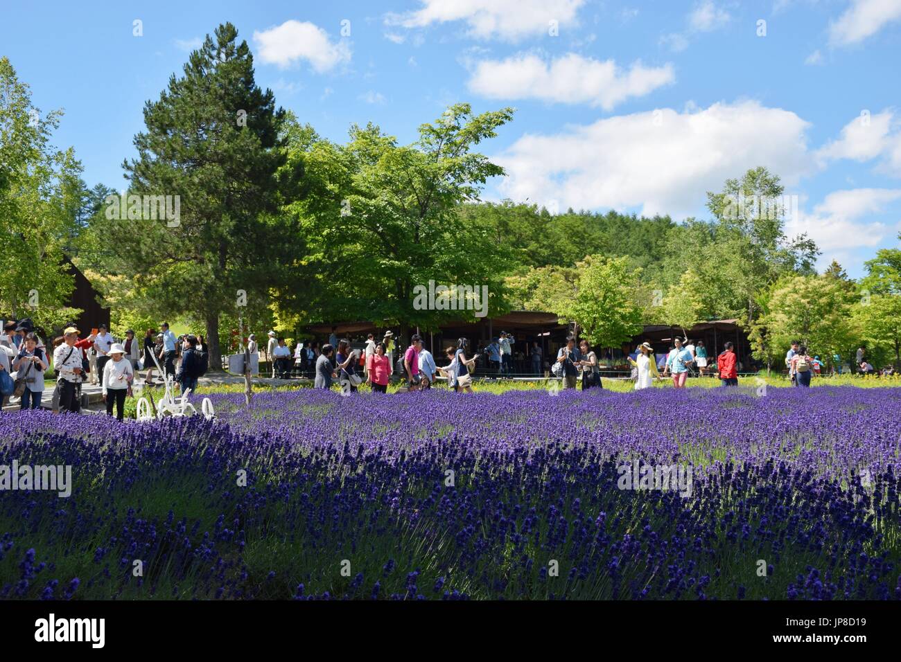 Les touristes se promener dans les champs de Lavande fleurs à Farm Tomita dans Furano sur le Japon la plus au nord de l'île principale d'Hokkaido, le 8 juillet 2015. (Kyodo)  = =Kyodo Banque D'Images