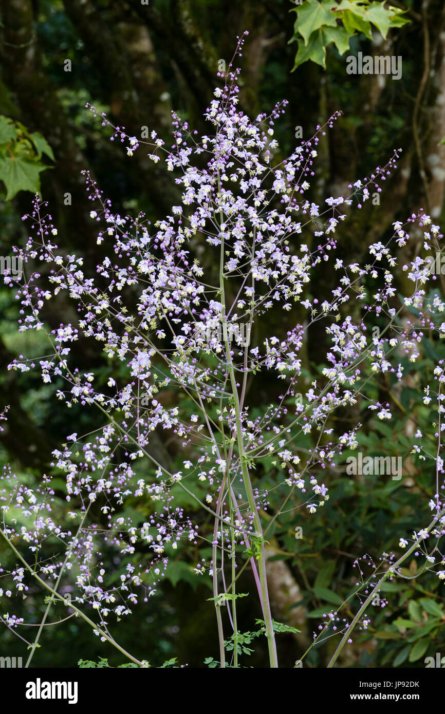 De l'Infloresence meadow chinois rue, Thalictrum delavayi, montrant la masse de petites fleurs mauve et blanc. Banque D'Images