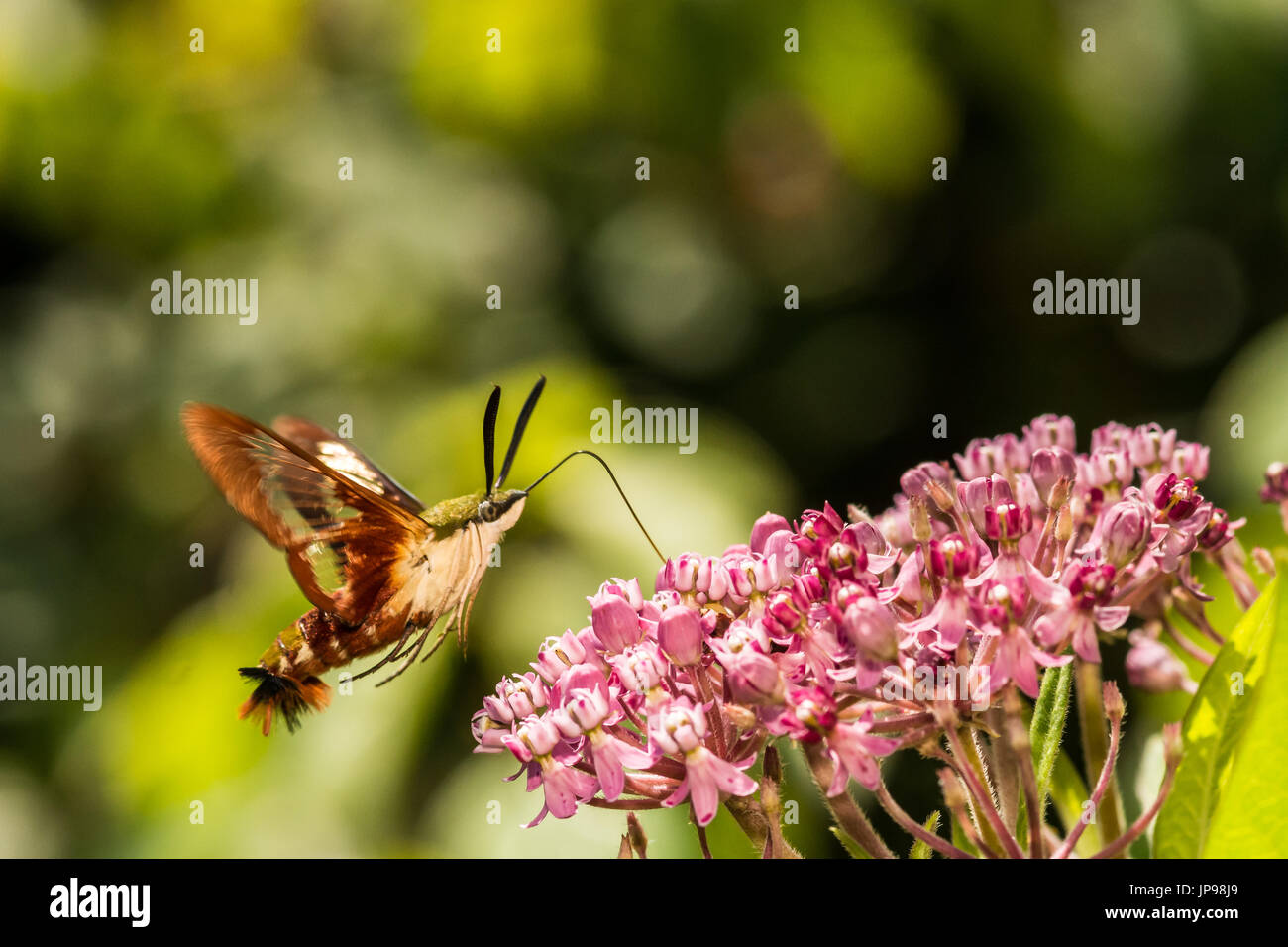 Un gros plan d'une sésie du colibri se nourrissent d'une fleur. Banque D'Images