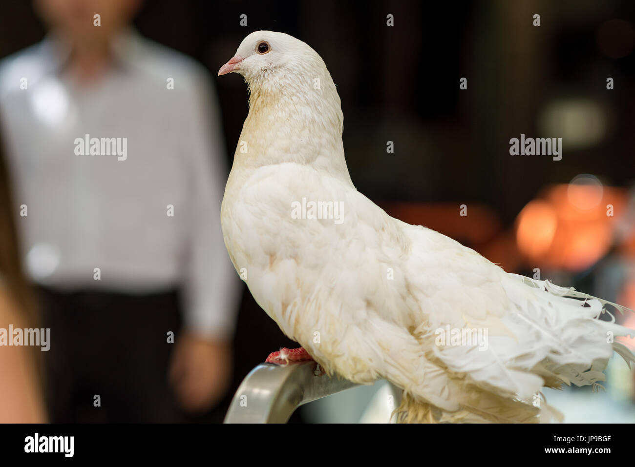 Colombes blanches en belle journée Banque D'Images
