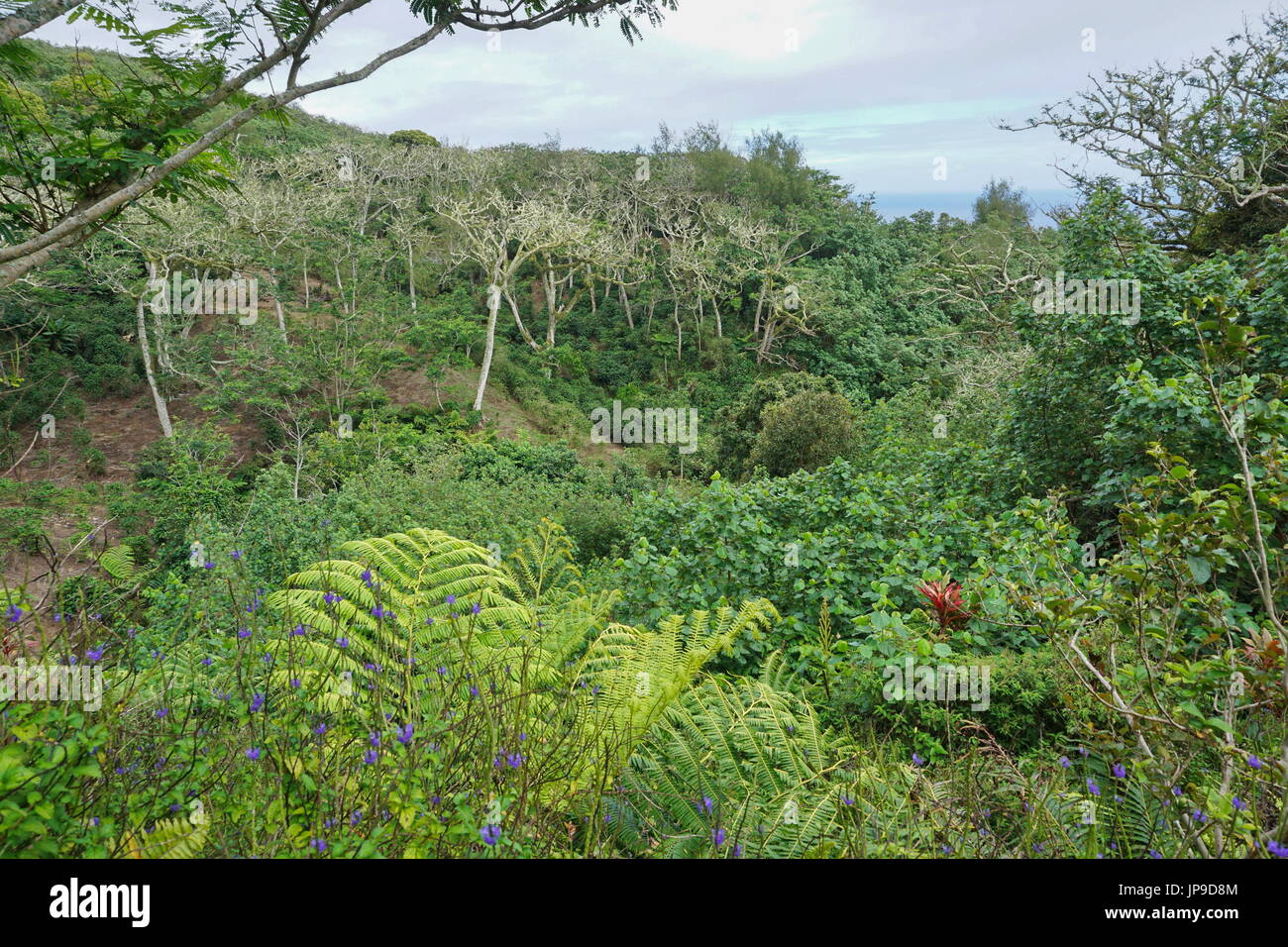 La végétation verte sur les hauteurs de l'île de Rurutu, Polynésie Française, Pacifique sud, Australes, l'archipel de l'Océanie Banque D'Images