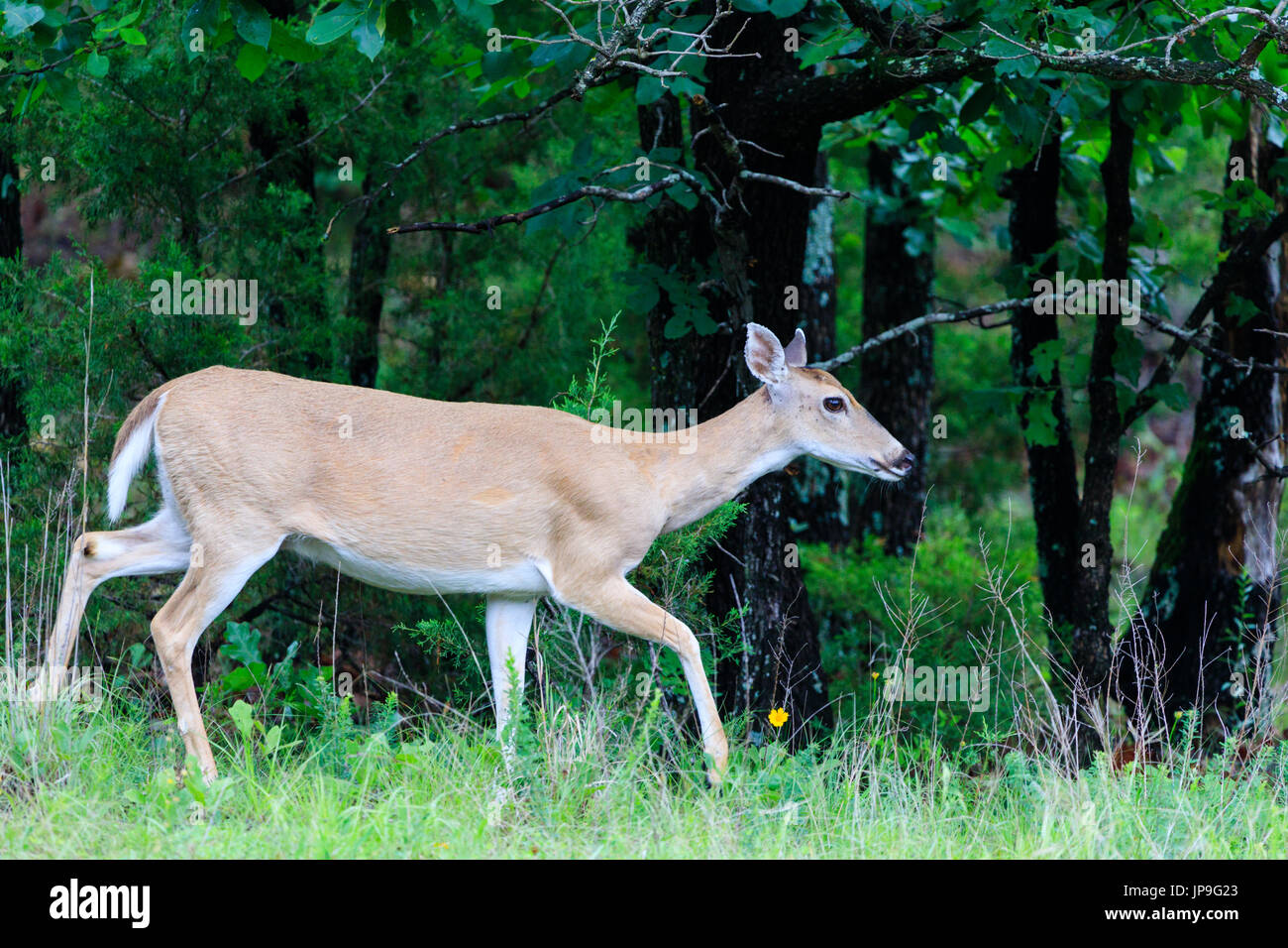 Alors que le cerf, Odocoileus virginianus, les cerfs se nourrissent dans Arrowhead State Park dans l', Oklahoma. Banque D'Images