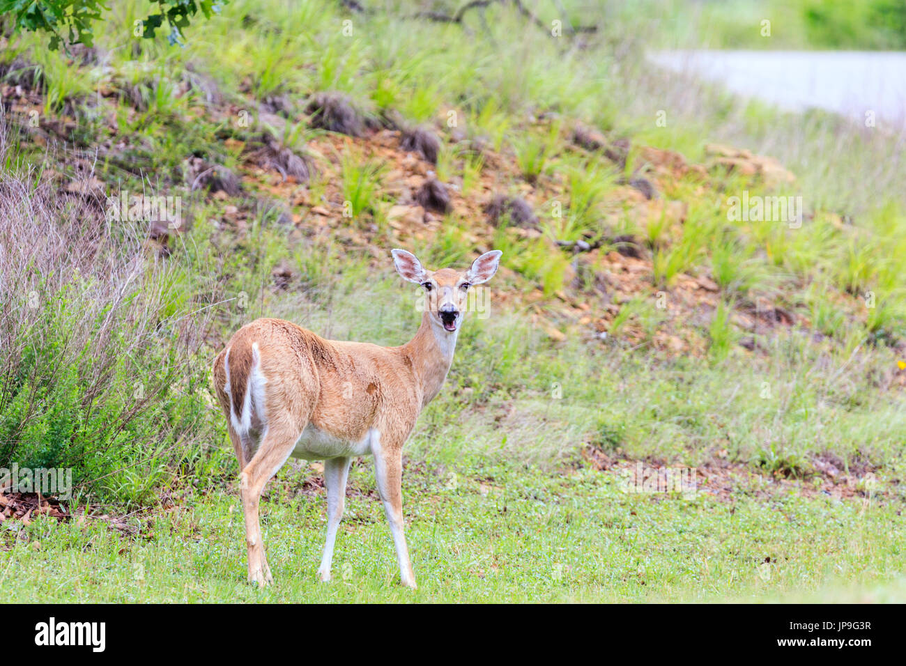 Alors que le cerf, Odocoileus virginianus, les cerfs se nourrissent dans Arrowhead State Park dans l', Oklahoma. Banque D'Images