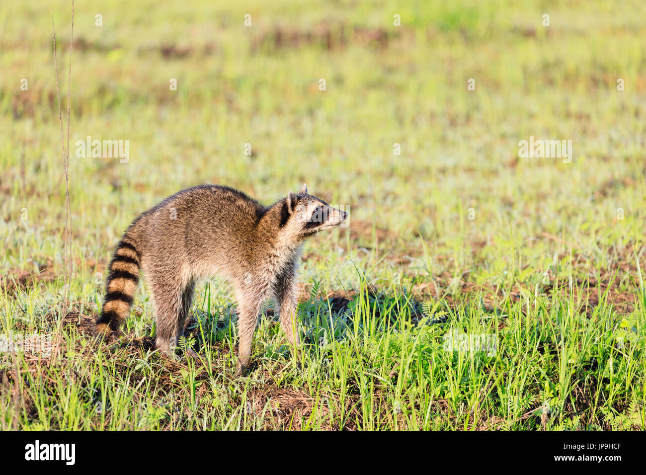 Un raton laveur en quête de petit-déjeuner dans les premières heures du matin à Bald Knob Wildlife Refuge à Bald Knob, Arkansas. Banque D'Images