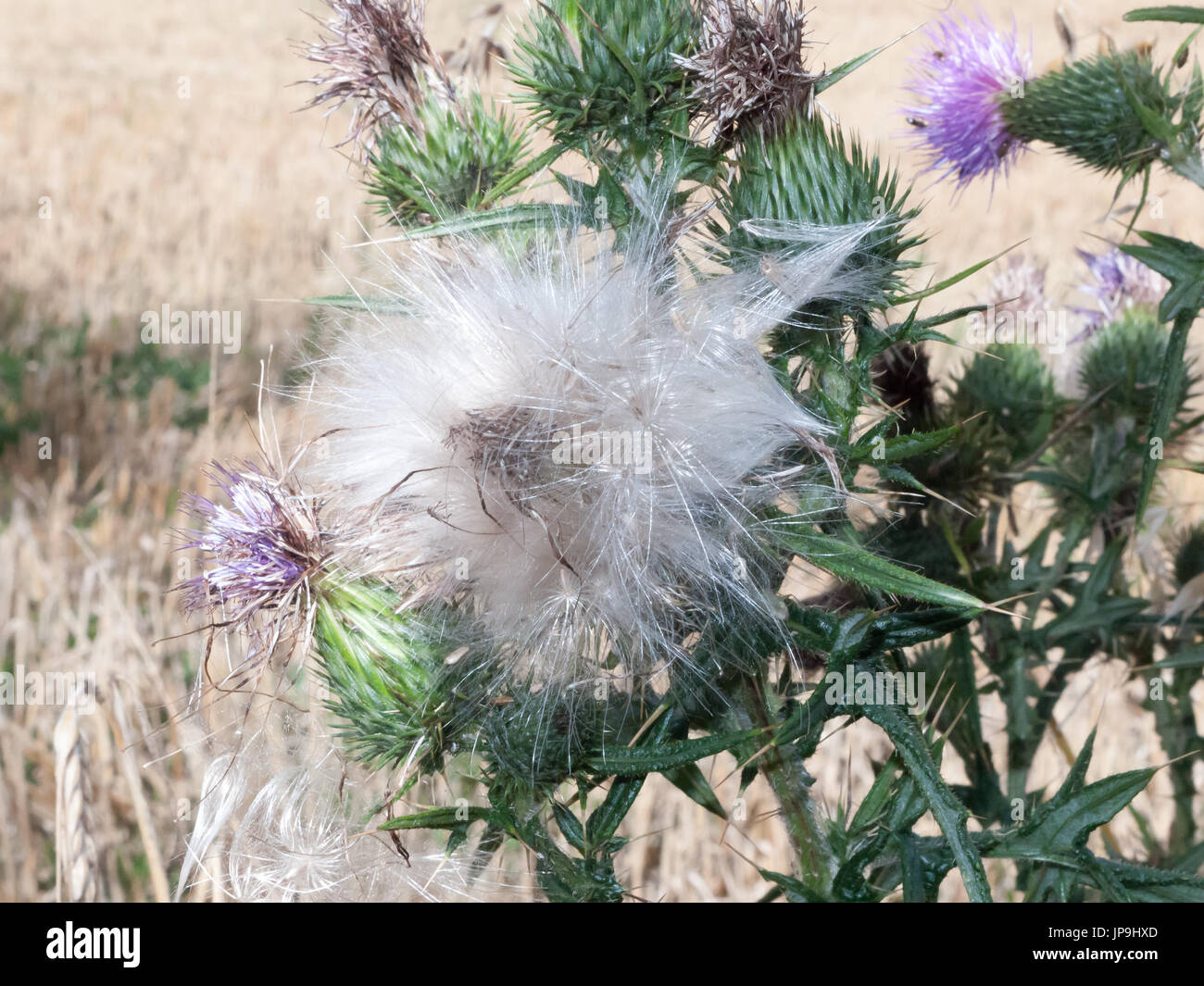 Chardon cultivé plein la tête à l'extérieur dans le champ de fleurs Banque D'Images