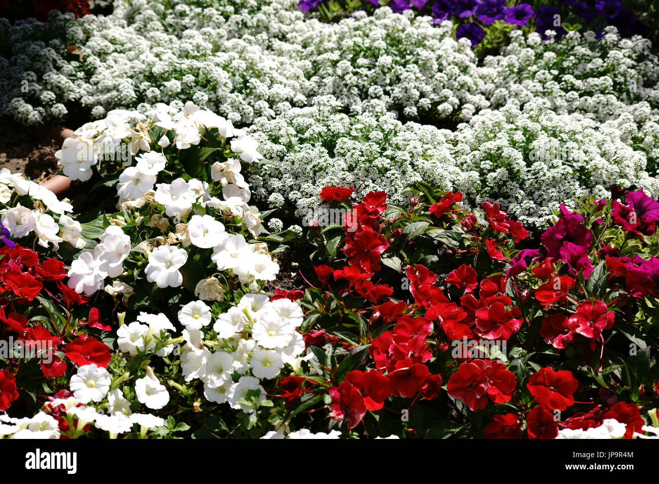 Un lit de jardin coloré avec des couleurs de fleurs à forte intensité. Banque D'Images