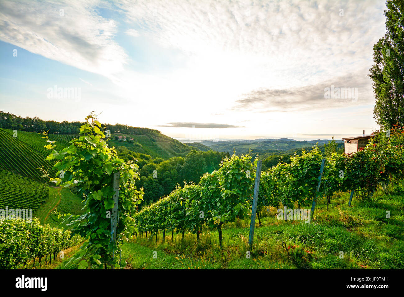 Vignoble raide avec les raisins pour le vin blanc à proximité d'une cave dans la région viticole de Toscane, Italie Europe Banque D'Images Vignoble raide avec les raisins pour le vin blanc à proximité d'une cave dans la région viticole de Toscane, Italie Europe Banque D'Images