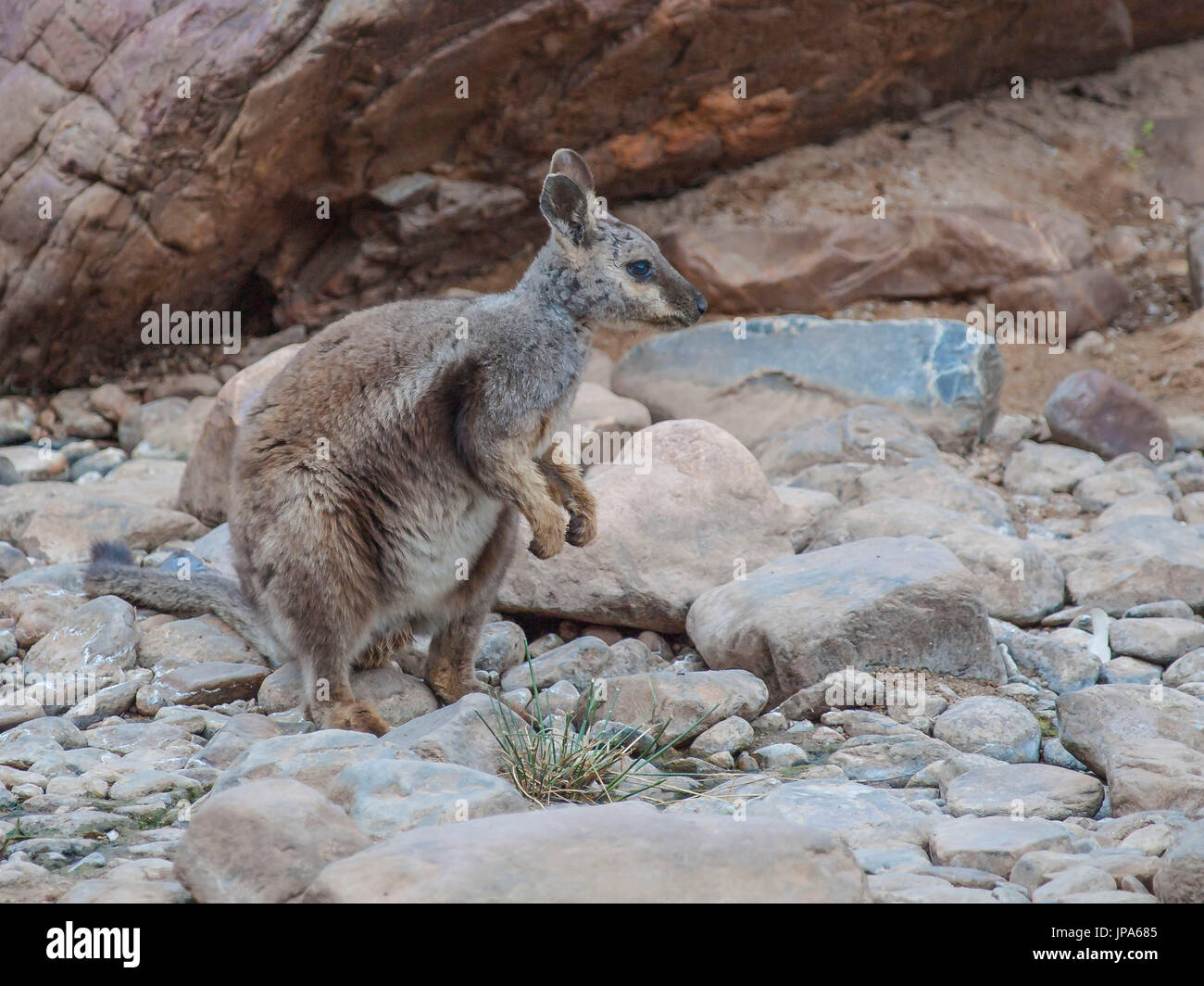 Rock Wallaby,Ormiston Gorge et Pound Banque D'Images