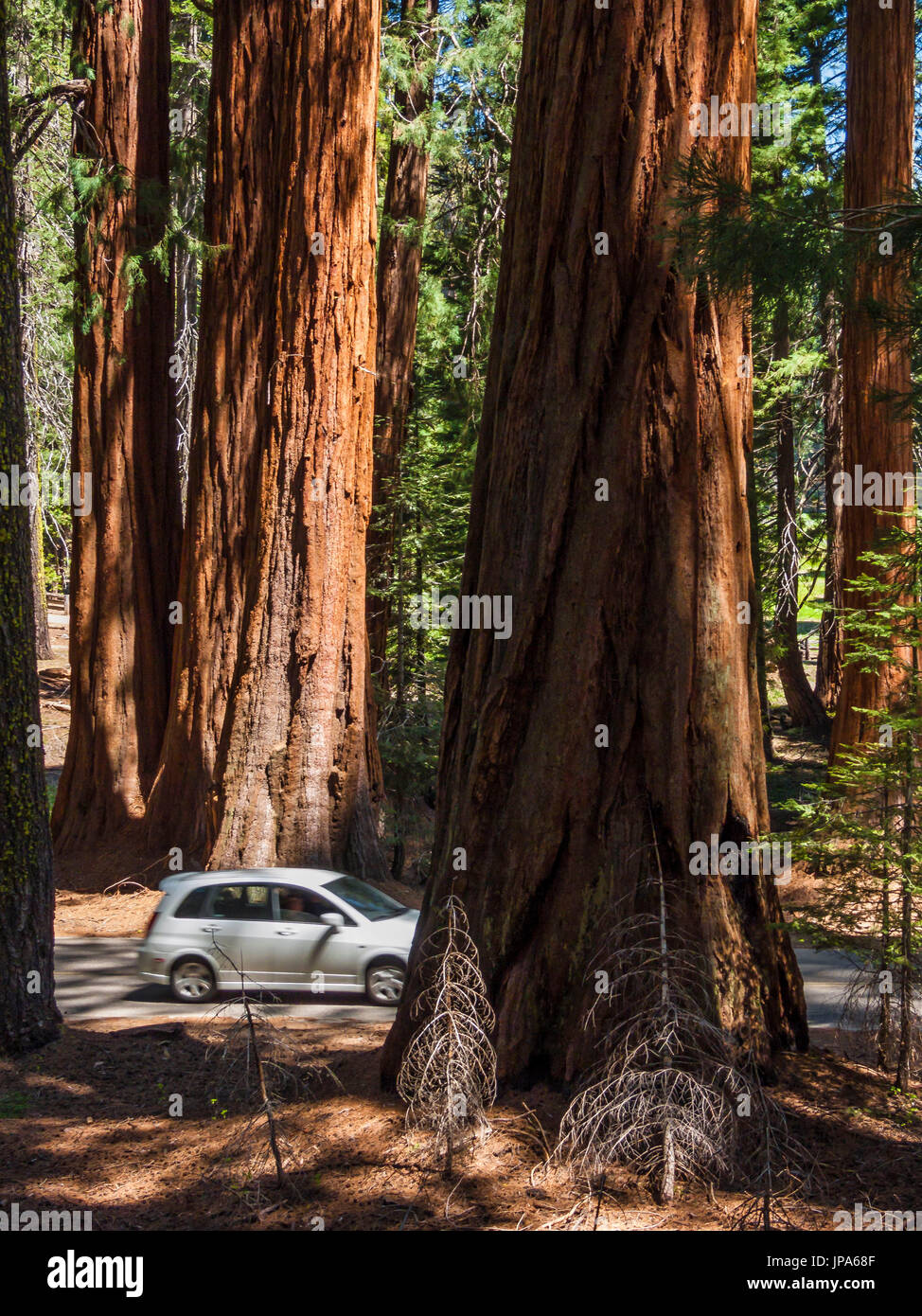 Sequoia National Park, Californie, USA Banque D'Images