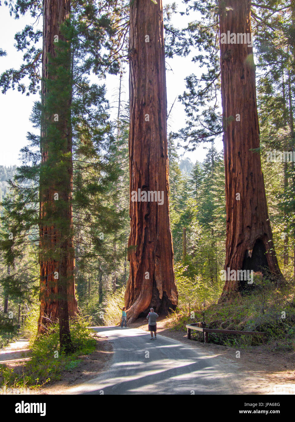 Sequoia National Park, Californie, USA Banque D'Images