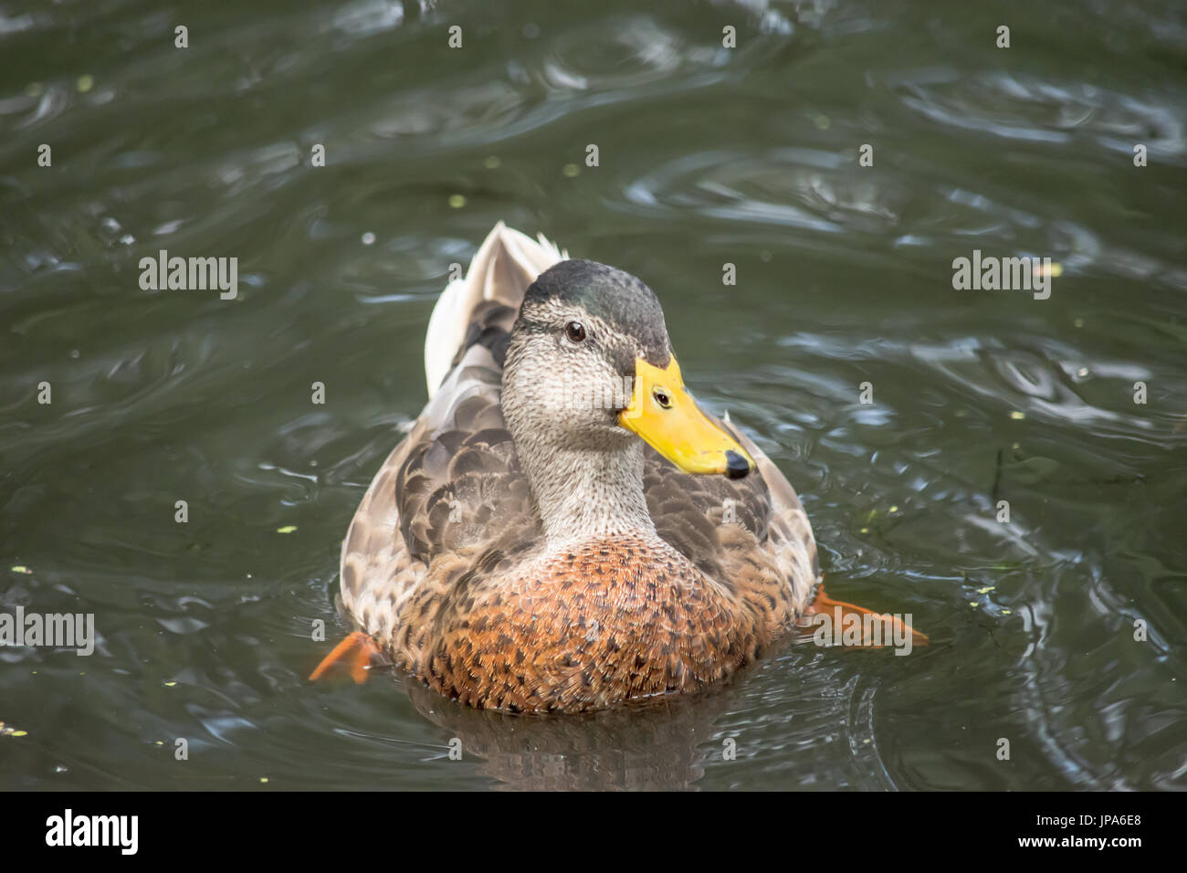 Canard colvert femelle à son compagnon Banque D'Images