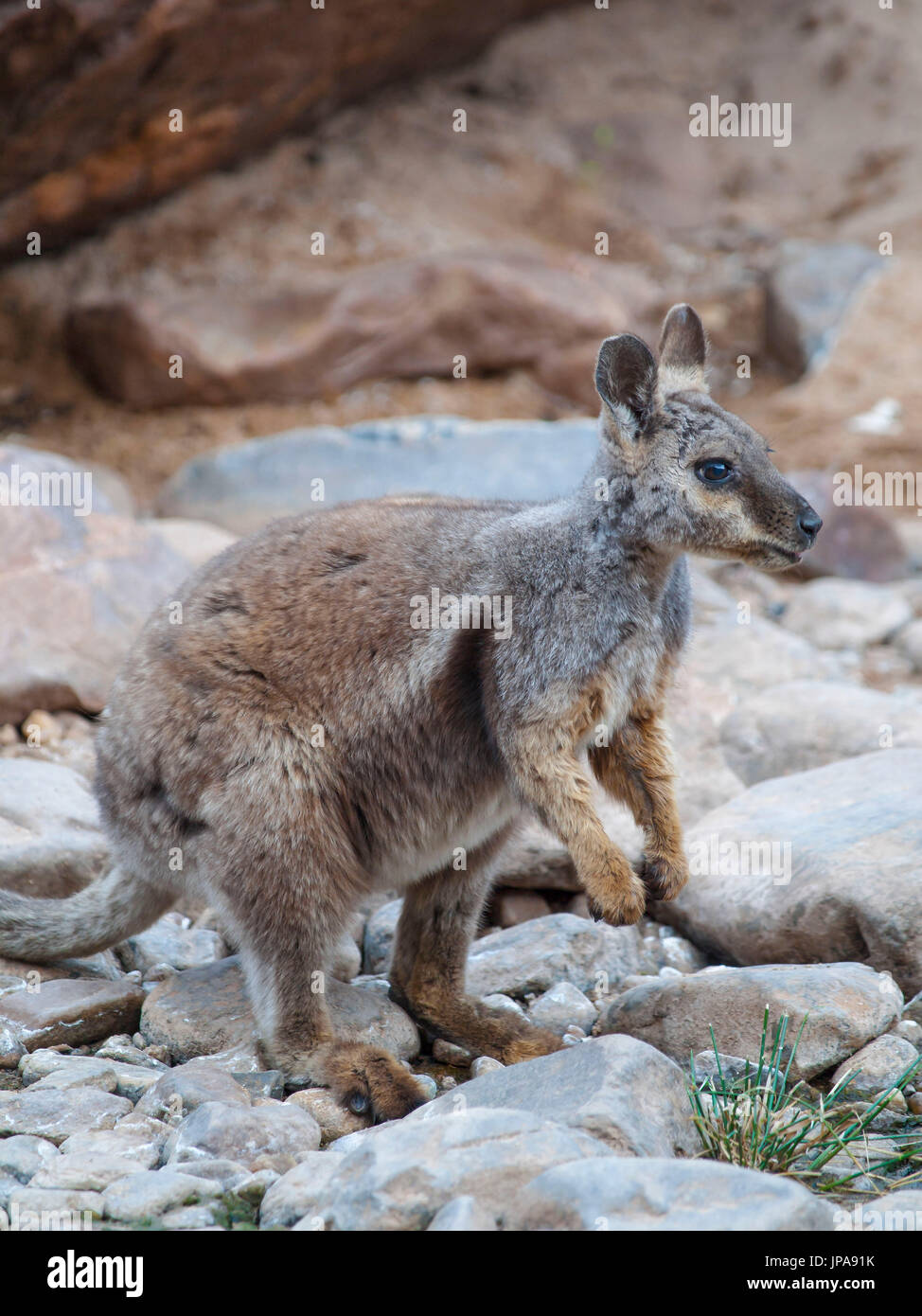 Rock Wallaby, Ormiston Gorge et Pound, Australie Banque D'Images