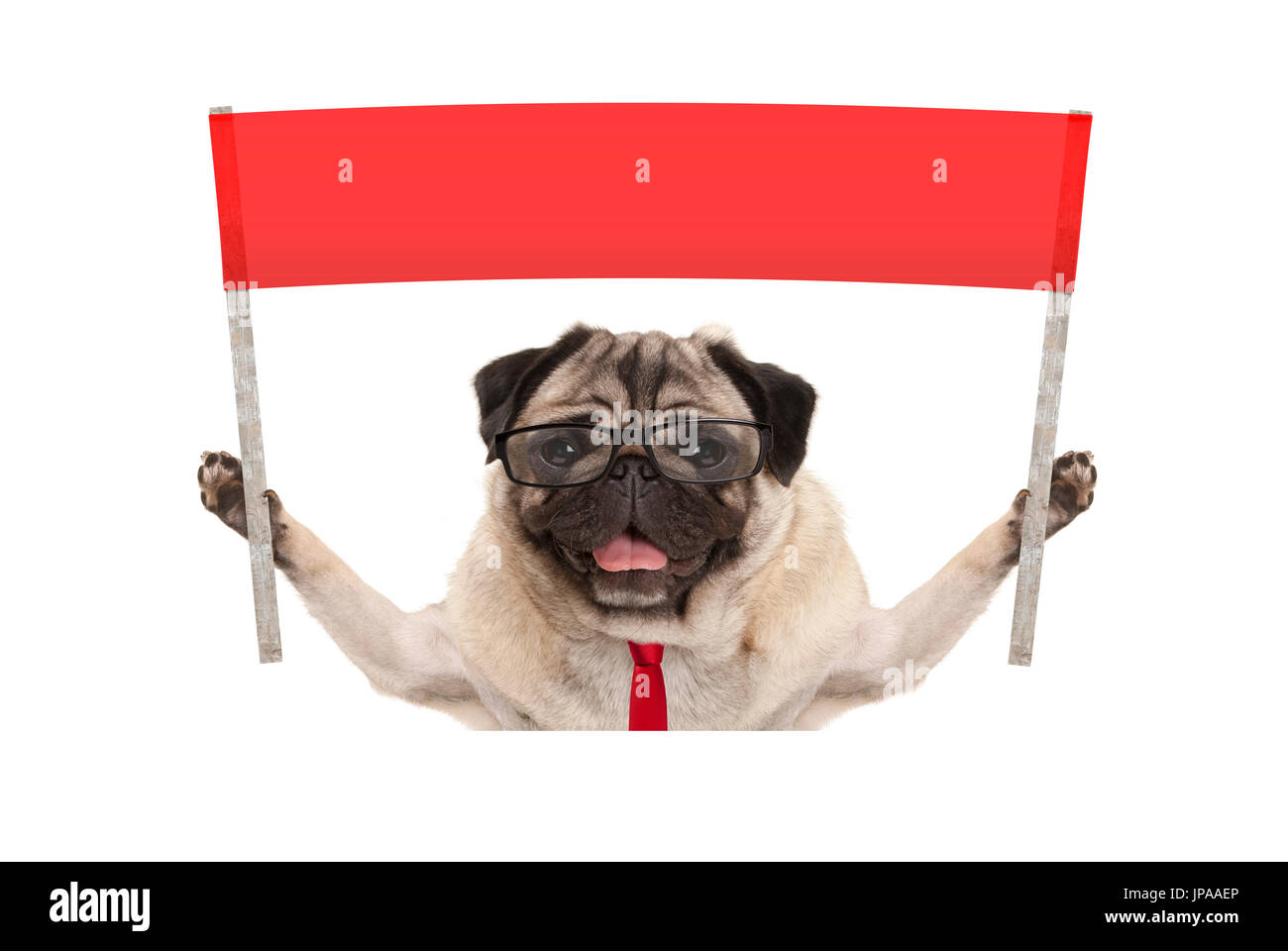Pug dog avec des affaires et lunettes de lecture, holding up bannière rouge signe, isolé sur fond blanc Banque D'Images