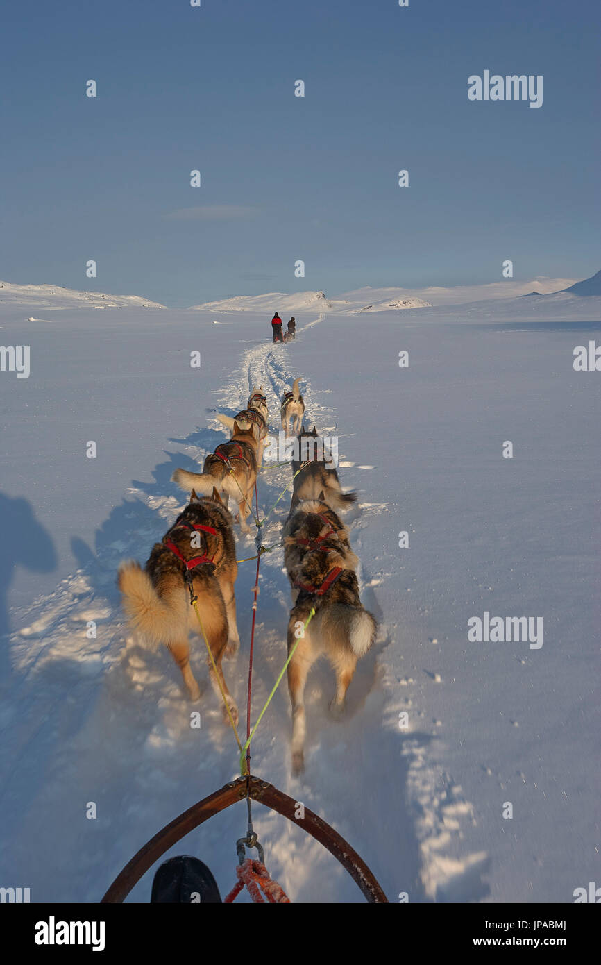 La Suède, la Laponie, Sarek, gamme Äpar, hiver, dogsledge Banque D'Images