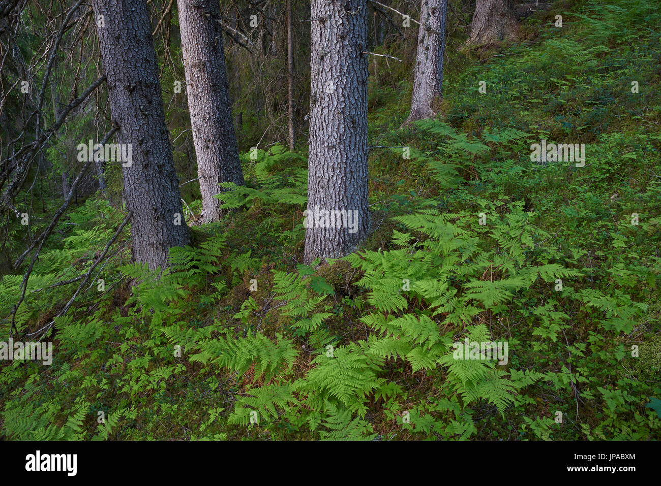 La Suède, Jämtland, forêt de sapins Banque D'Images