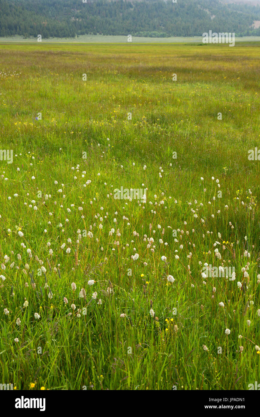 Camas prairie, forêt nationale de Fremont, New York Banque D'Images
