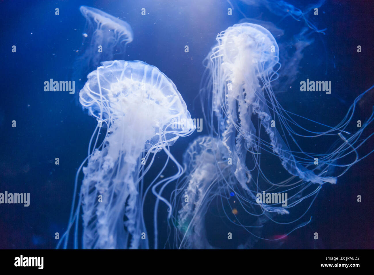 L'Angleterre, l'East Yorkshire, Kingston Upon Hull, The Deep, Atlantic Sea Nettle Jellyfish Banque D'Images