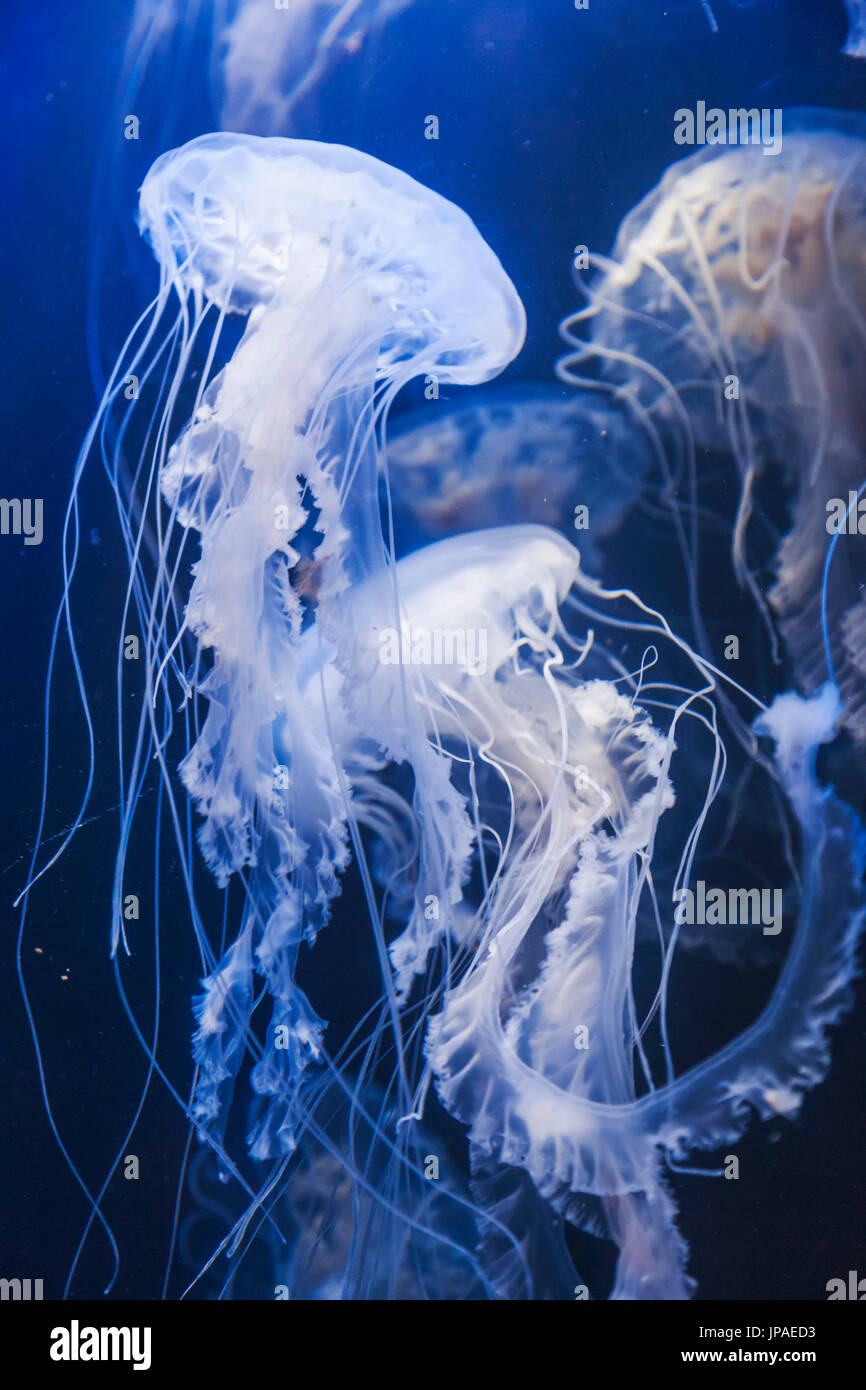L'Angleterre, l'East Yorkshire, Kingston Upon Hull, The Deep, Atlantic Sea Nettle Jellyfish Banque D'Images