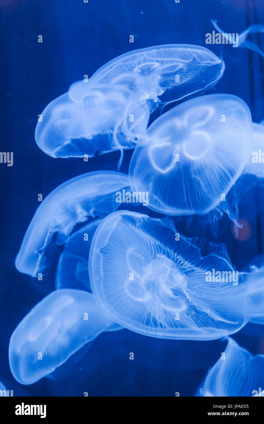 L'Angleterre, l'East Yorkshire, Kingston Upon Hull, La méduse de lune, profonde Banque D'Images