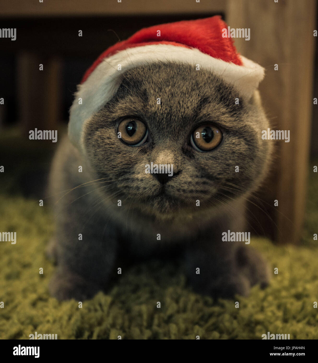 Les jeunes de la catégorie cheveux courts avec capuchon de Noël Banque D'Images