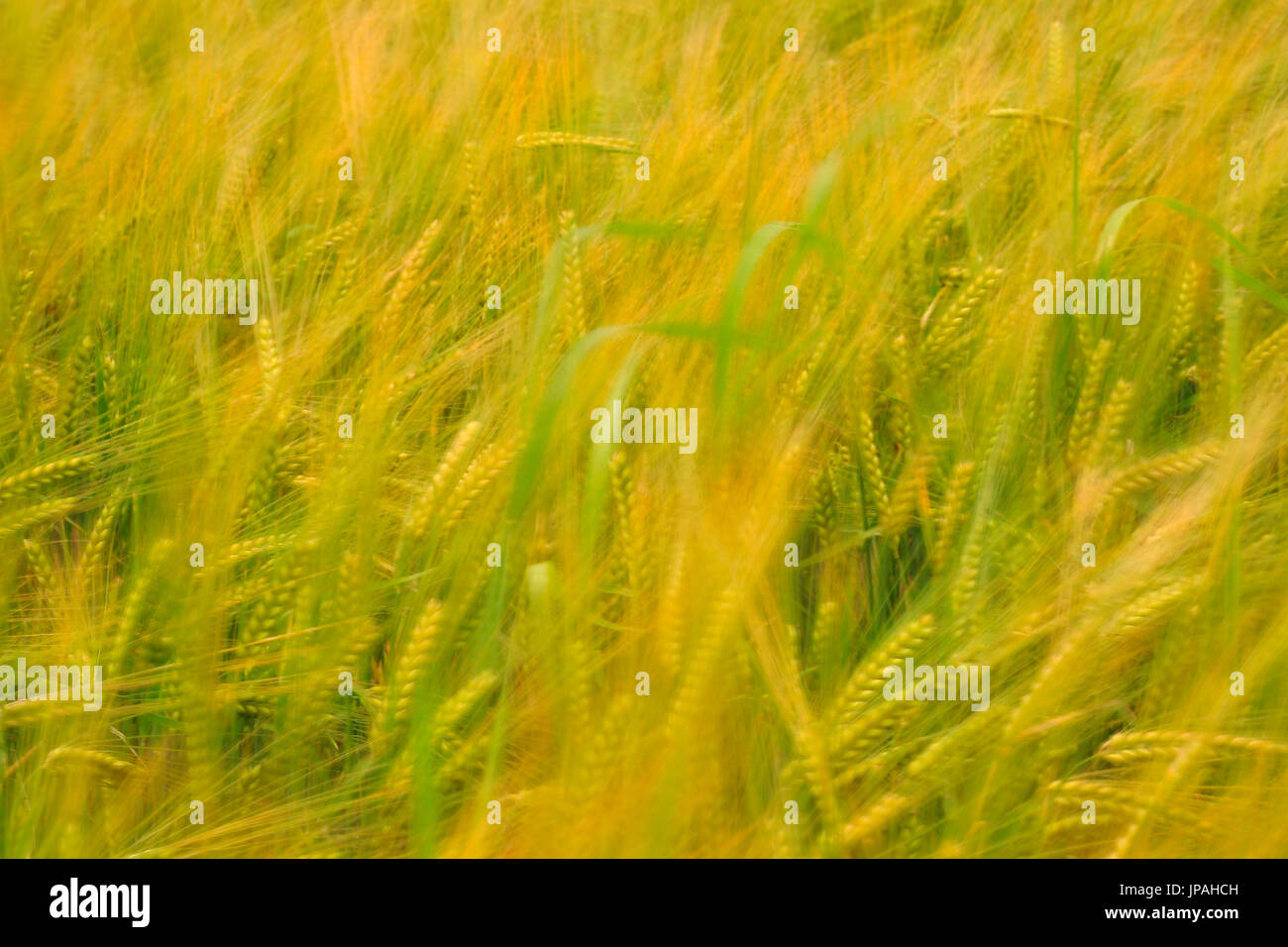 Par le vent déplacé en champ de céréales, par exposition longue durée un essuyage délibérément l'effet est visible. Banque D'Images