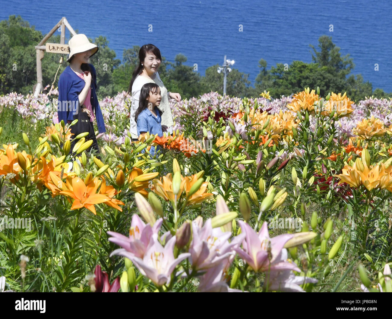 Photo prise le 23 juillet 2016, onze spectacles Harukayama Lily Garden dans la ville d'Otaru dans l'extrême nord de la principale île japonaise d'Hokkaido, où quelque 2 millions de lys sont en pleine floraison. La saison de visualisation lily continue jusqu'à la mi-août. (Kyodo)  = =Kyodo Banque D'Images