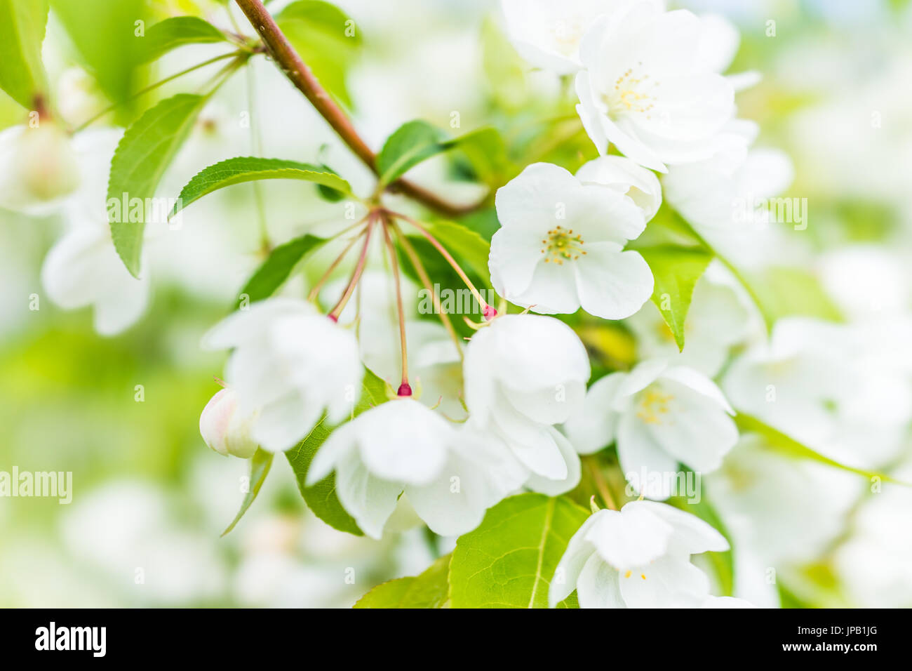 Gros plan macro de nombreuses fleurs de cerisier blanc avec des feuilles vertes montrant le détail et la texture Banque D'Images