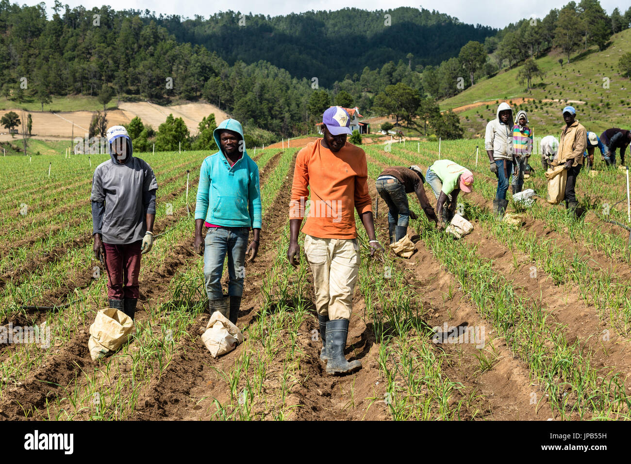 CONSTANZA, DOM. - 12 déc 2015 : les agriculteurs haïtiens dans la vallée de Constanza entouré de montagnes, le centre agricole de la République Dominicaine Banque D'Images