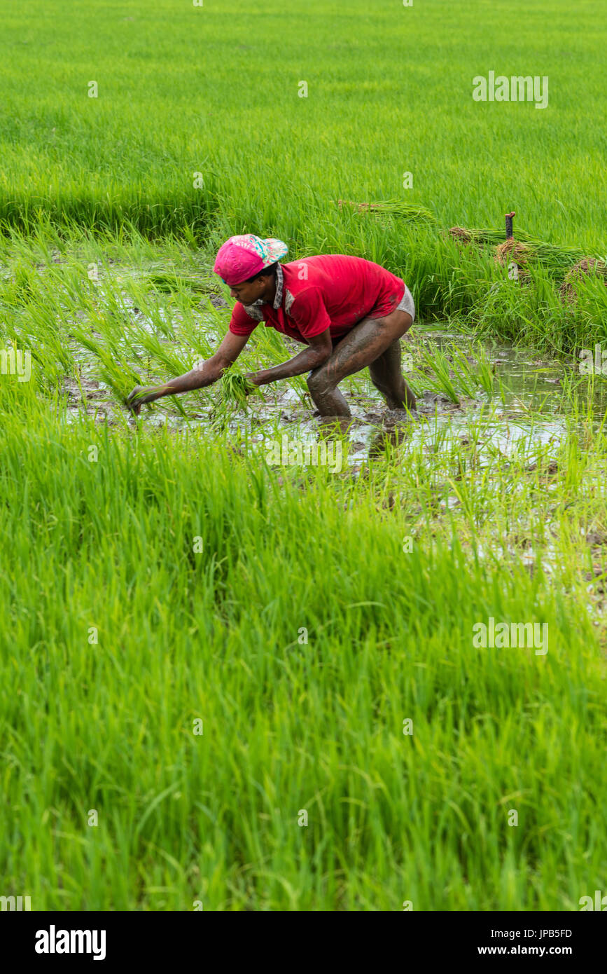 République Dominicaine - DEC 16, 2015 : exploitant agricole travaillant dans une rizière Banque D'Images