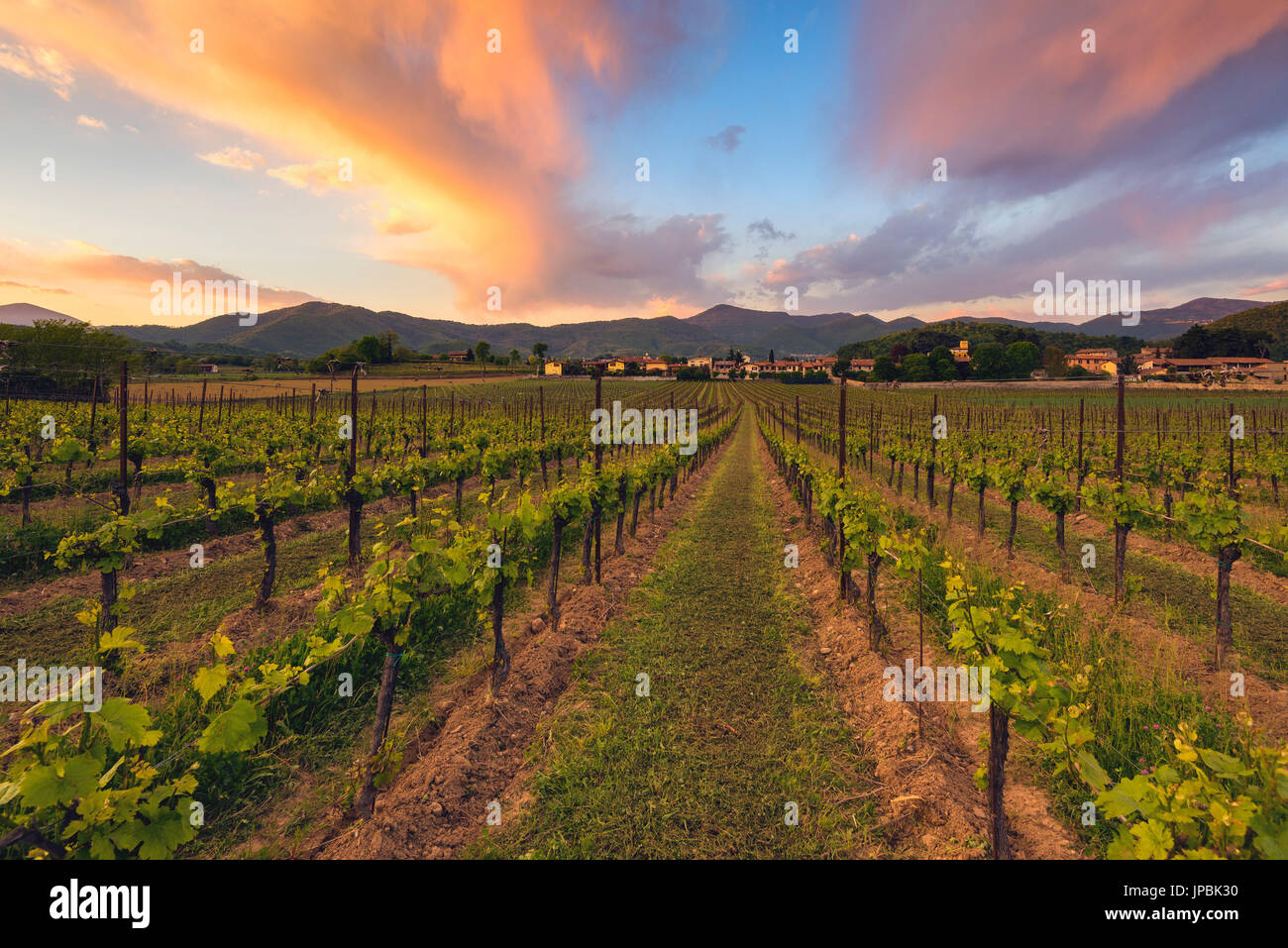 Vignes au coucher du soleil de la Franciacorta, province de Brescia, Lombardie, Italie, district de l'Europe. Banque D'Images