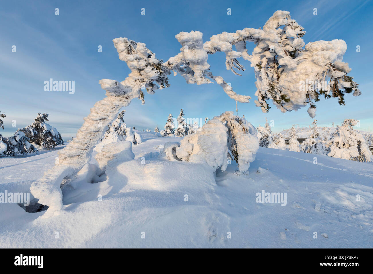 Soleil et ciel bleu, la trame des branches d'arbres gelés le dans la Snowy Woods Ruka Kuusamo Laponie Finlande Europe région Ostrobothnia Banque D'Images