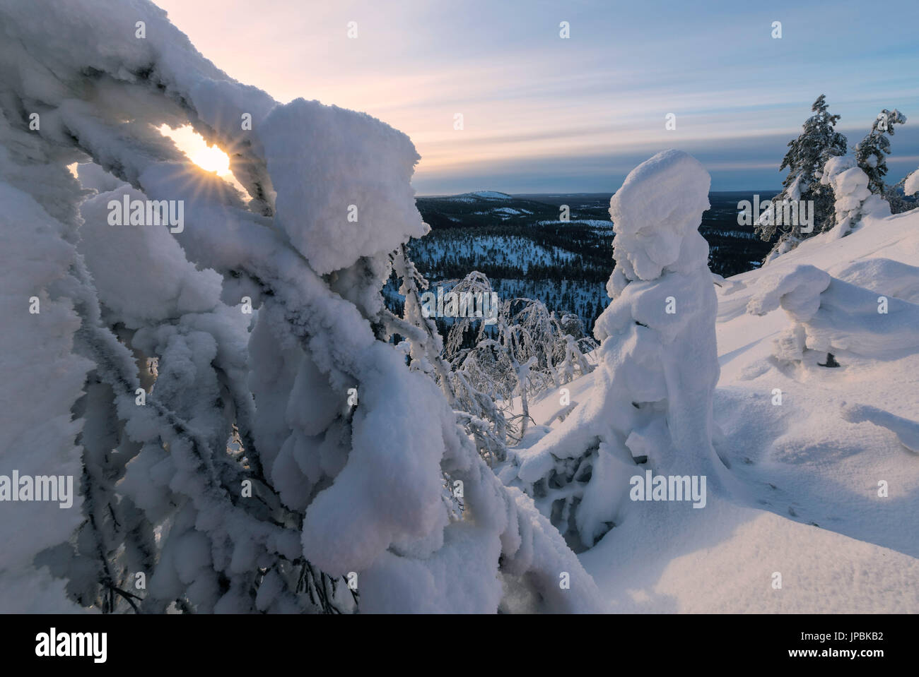 Soleil et ciel bleu, la trame des branches d'arbres gelés le dans la Snowy Woods Ruka Kuusamo Laponie Finlande Europe région Ostrobothnia Banque D'Images