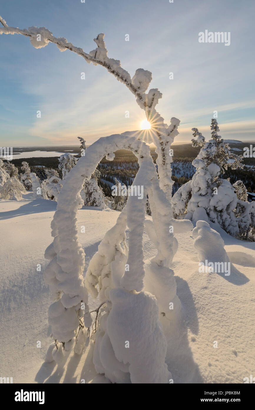 Soleil et ciel bleu, la trame des branches d'arbres gelés le dans la Snowy Woods Ruka Kuusamo Laponie Finlande Europe région Ostrobothnia Banque D'Images