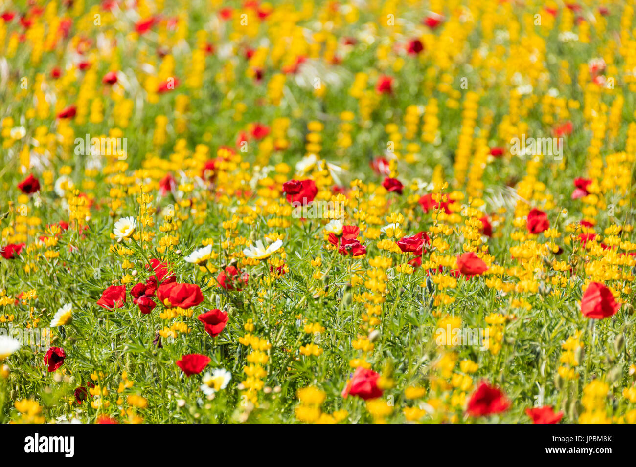 Paysage de fleurs jaunes et rouges Banque de photographies et d’images à haute résolution Alamy